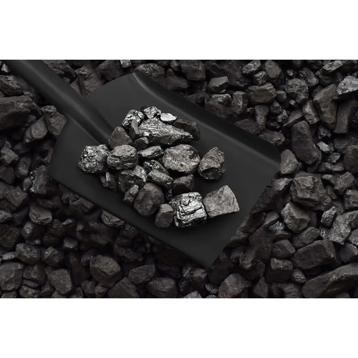 Sealey Coal Shovel 6" with 185mm Handle - Image 4