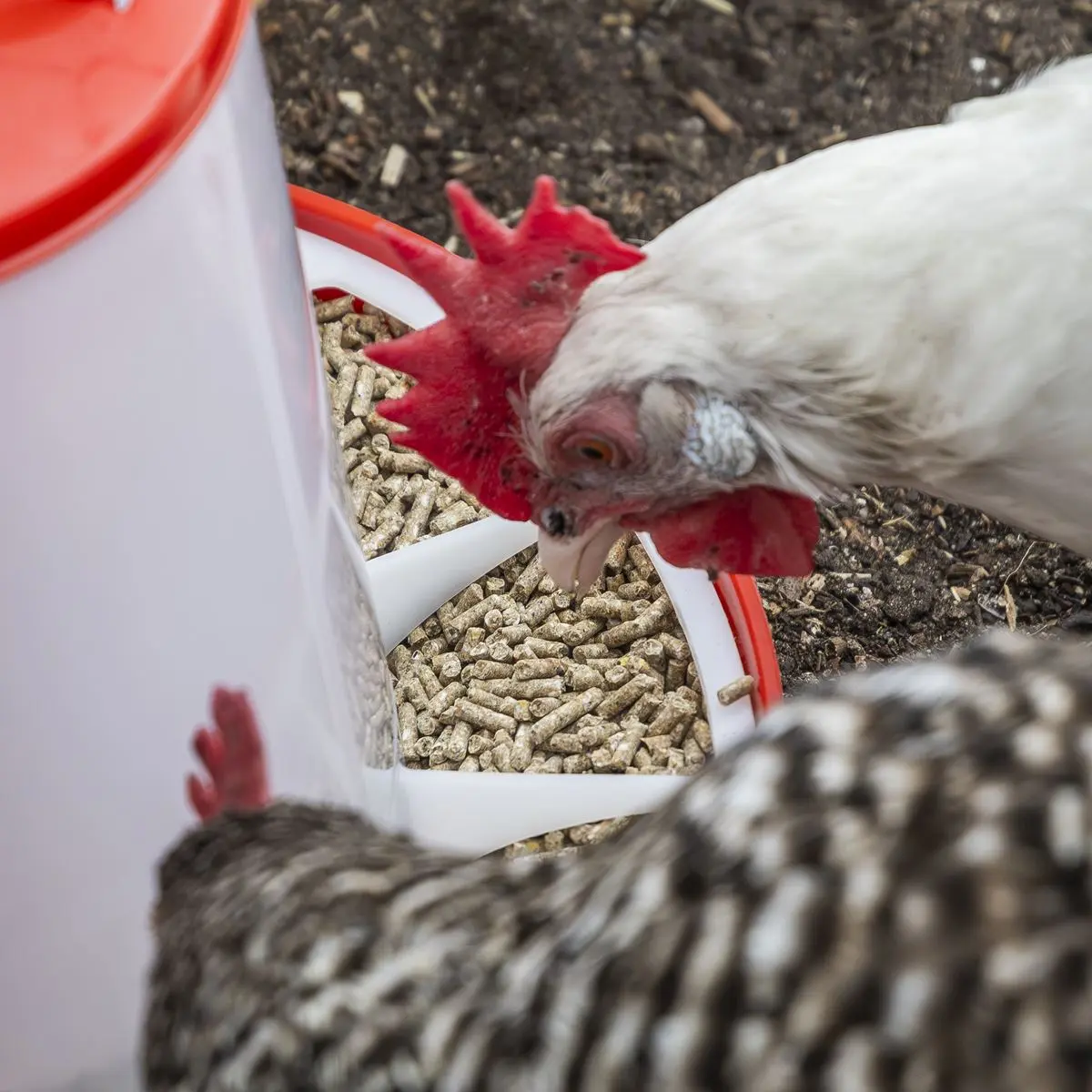 Sealey Poultry Feeder 1.5kg - Image 6