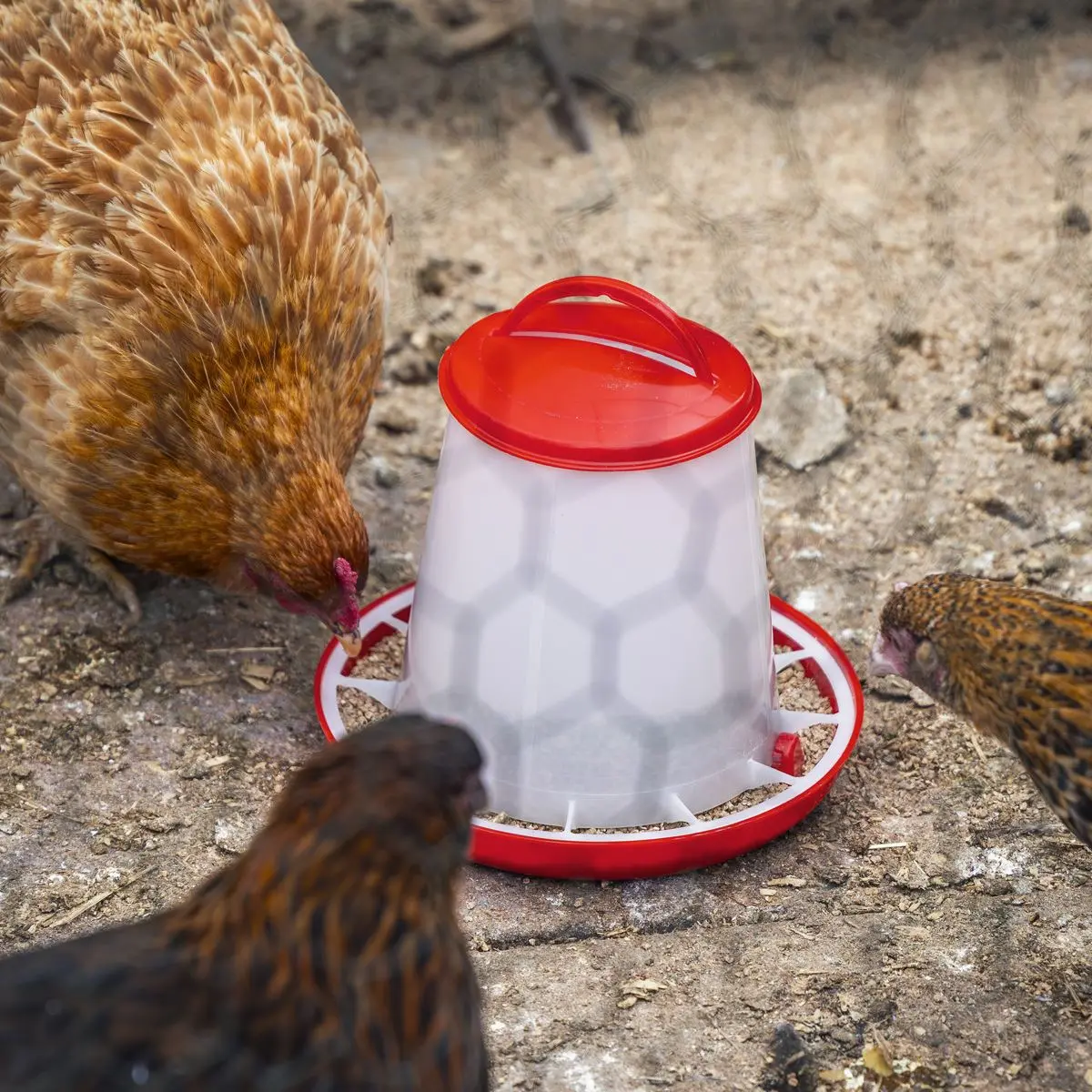 Sealey Poultry Feeder 1.5kg - Pack of 5 - Image 3