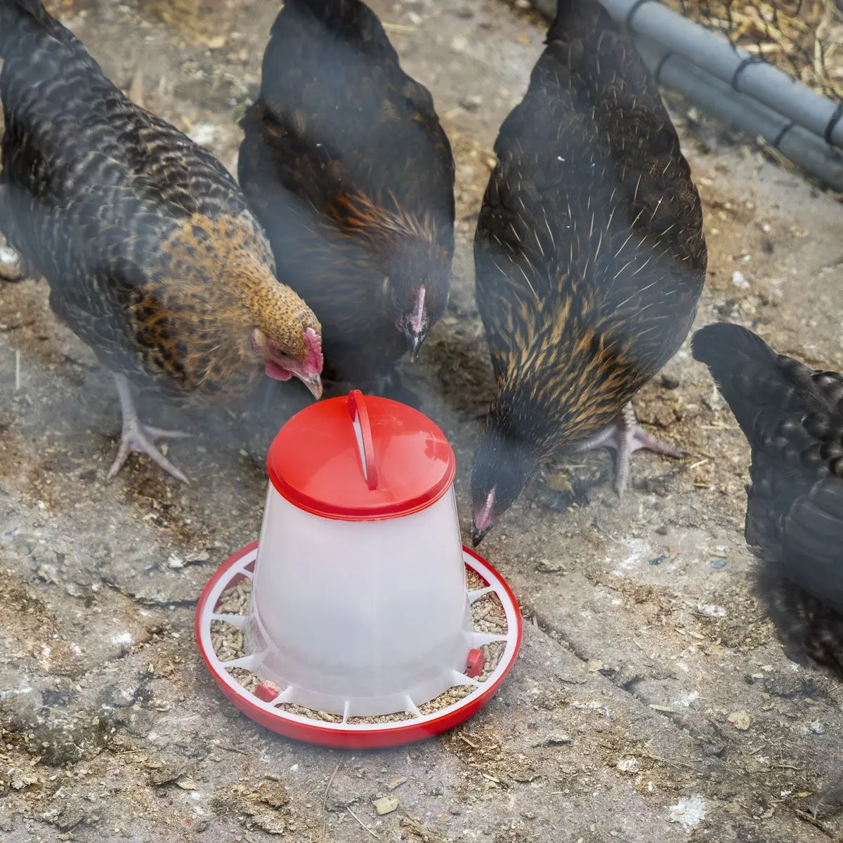Sealey Poultry Feeder 1.5kg - Pack of 5 - Image 7