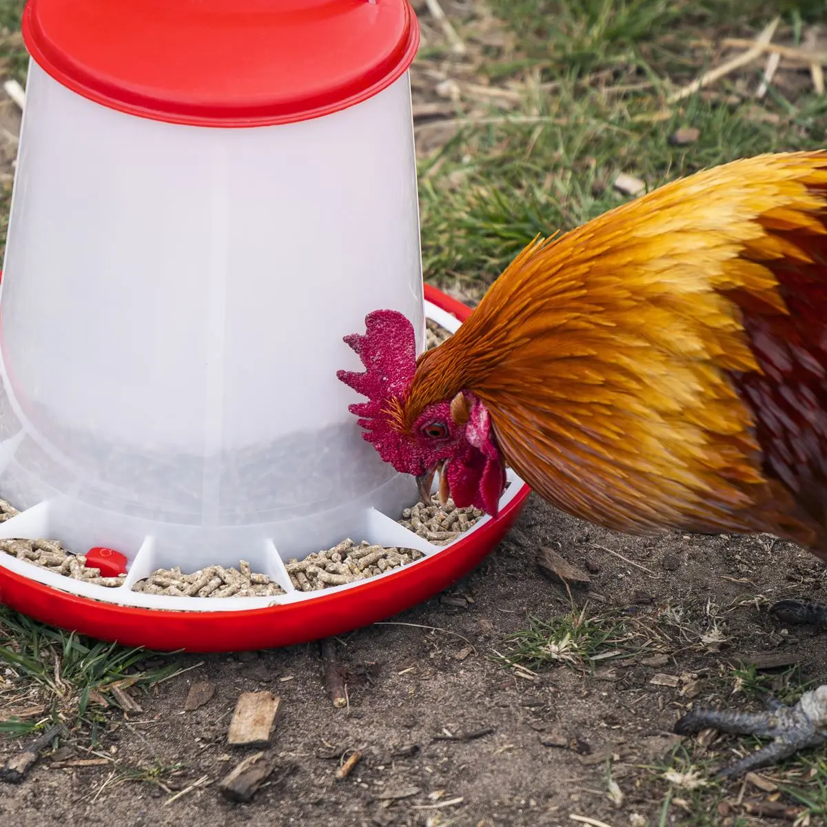 Sealey Poultry Feeder 3kg - Pack of 3 - Image 5