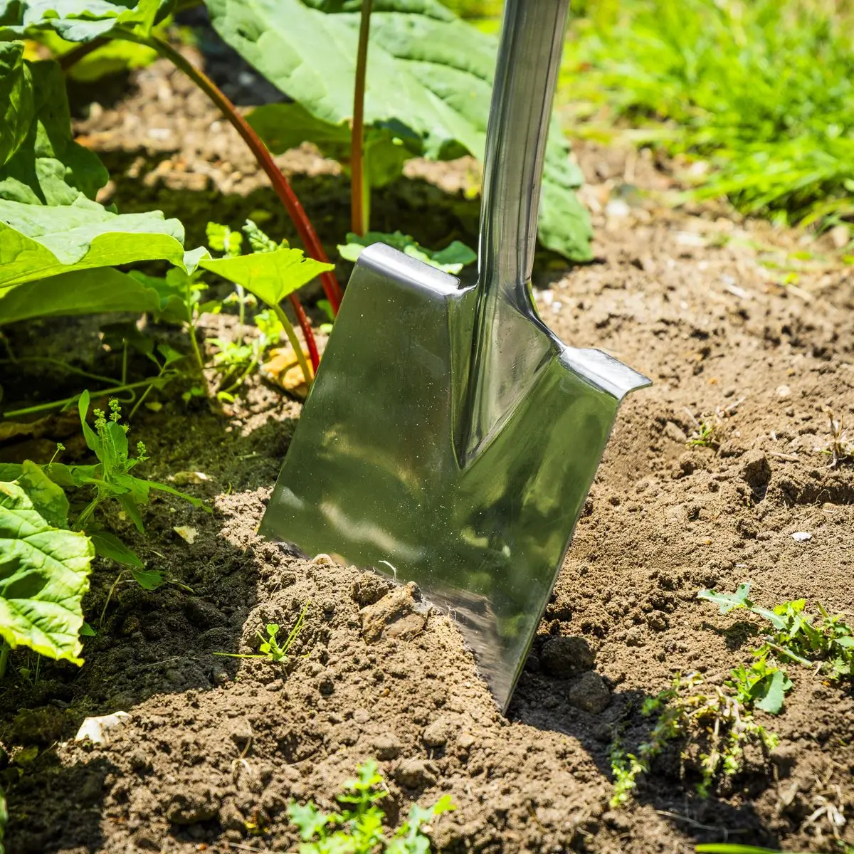 Sealey Premier Digging Spade with Ash Y Handle & Stainless Steel Blade - Image 7